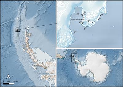 Antarctic Glacial Meltwater Impacts the Diversity of Fungal Parasites Associated With Benthic Diatoms in Shallow Coastal Zones